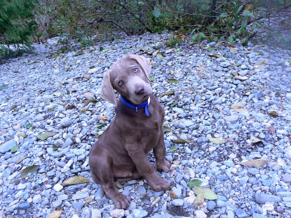 Wagging Tails Edmonton Kennel & Alberta Labrador Breeder