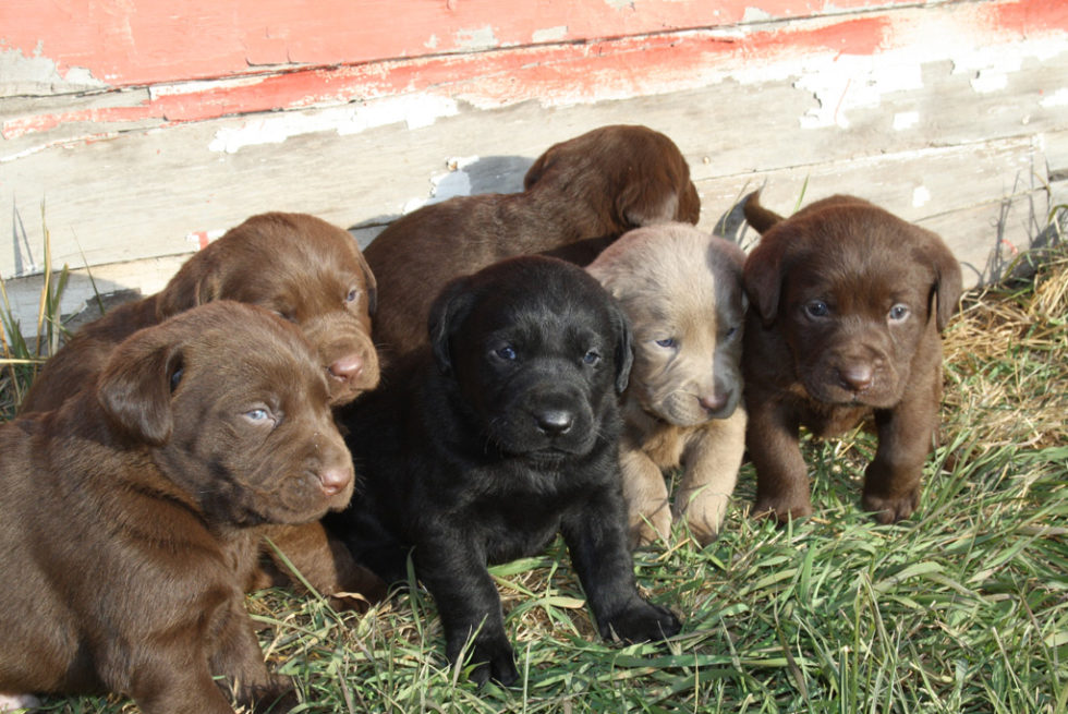 Wagging Tails Edmonton Kennel & Alberta Labrador Breeder