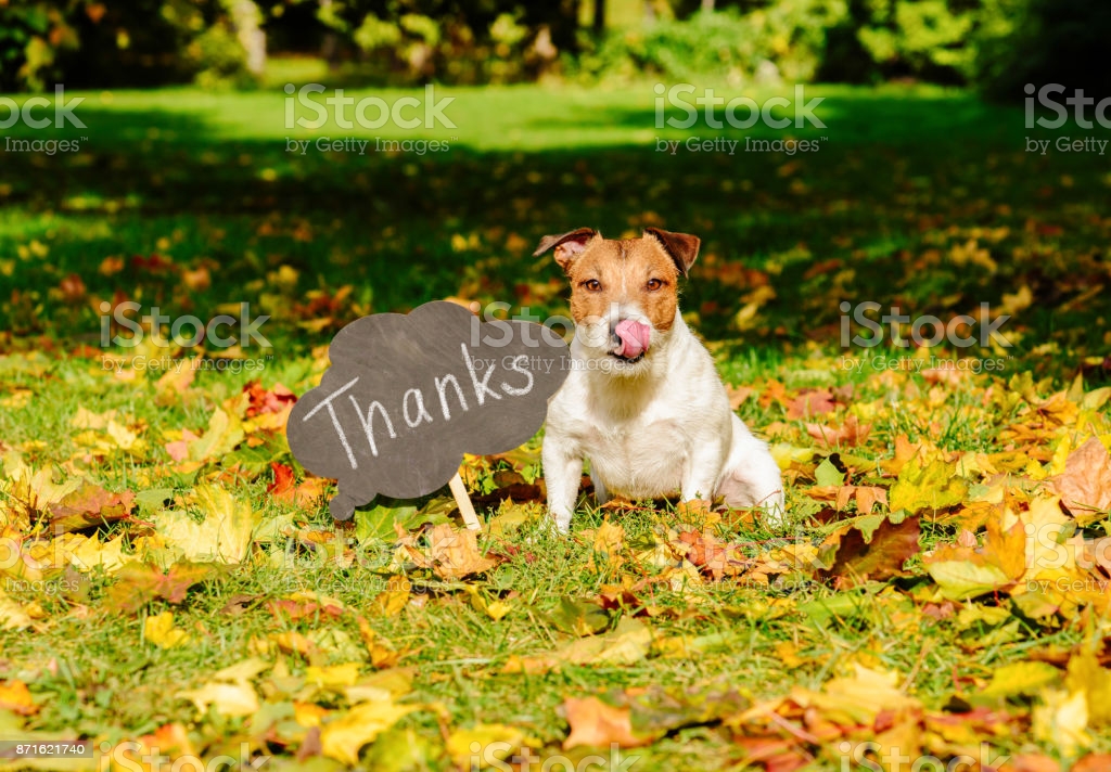 Jack Russell Terrier sitting on autumn lawn at park Tacoma