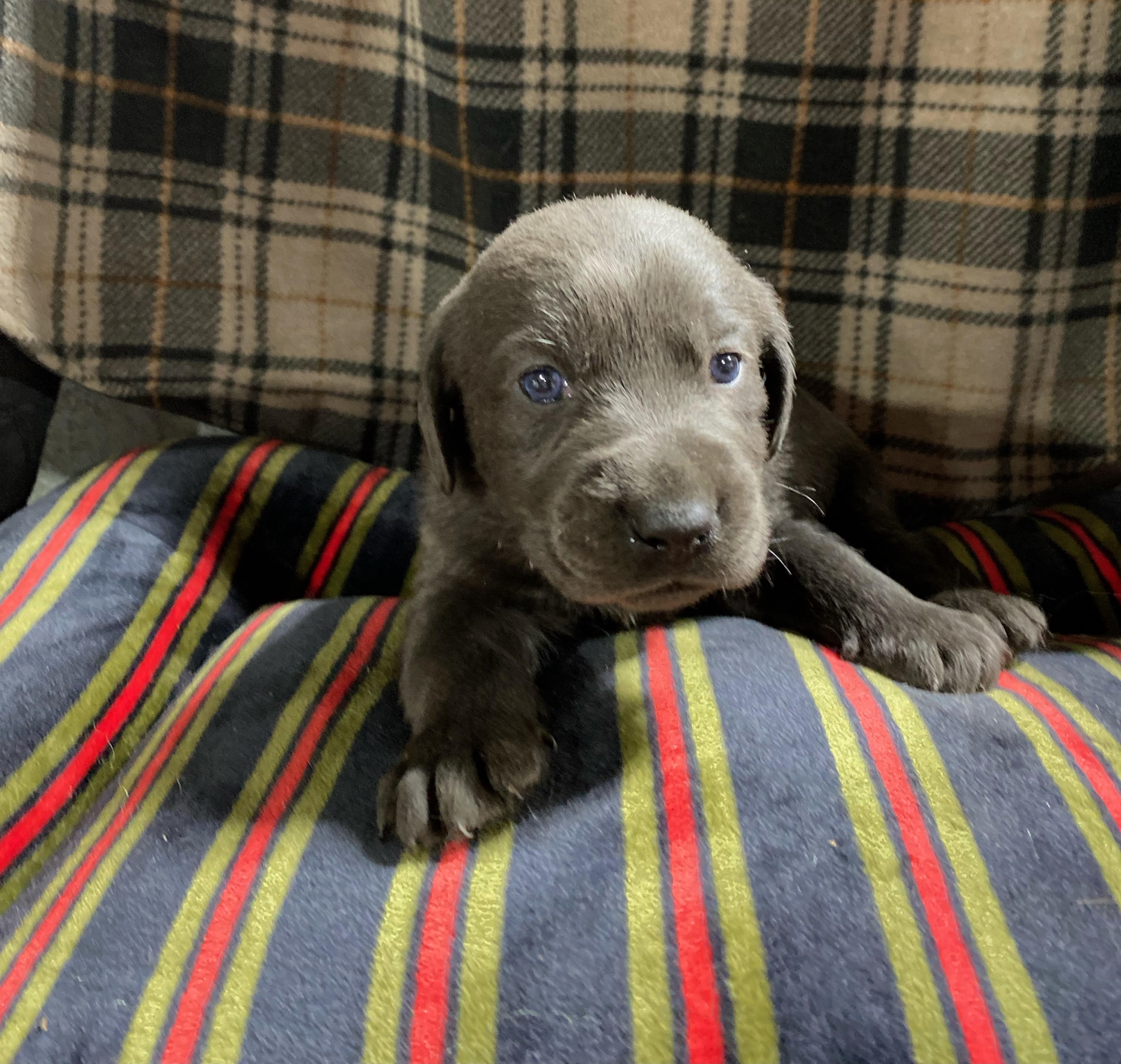 Charcoal Lab Puppy.