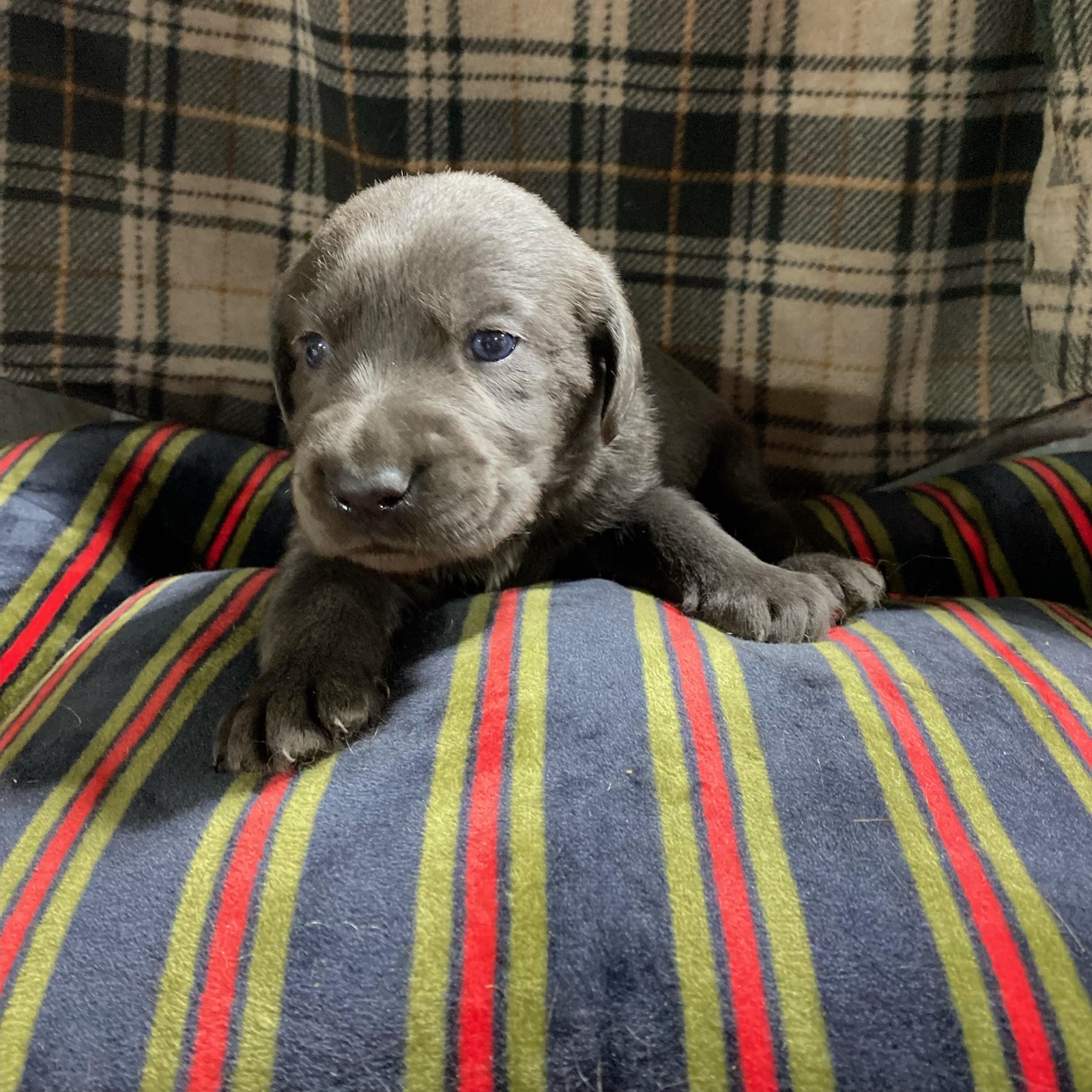 Charcoal Lab Puppy1.