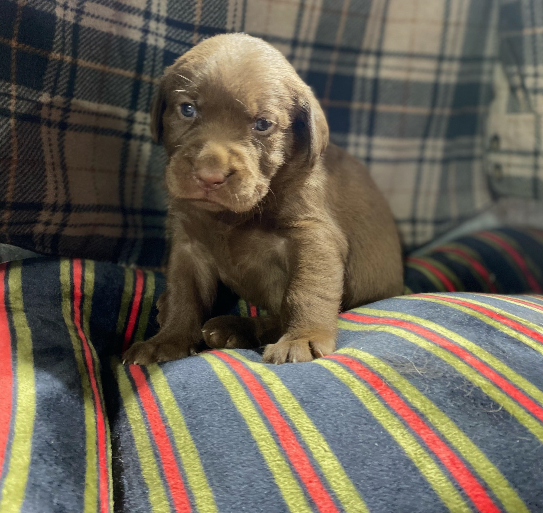 Chocolate Lab Puppy.