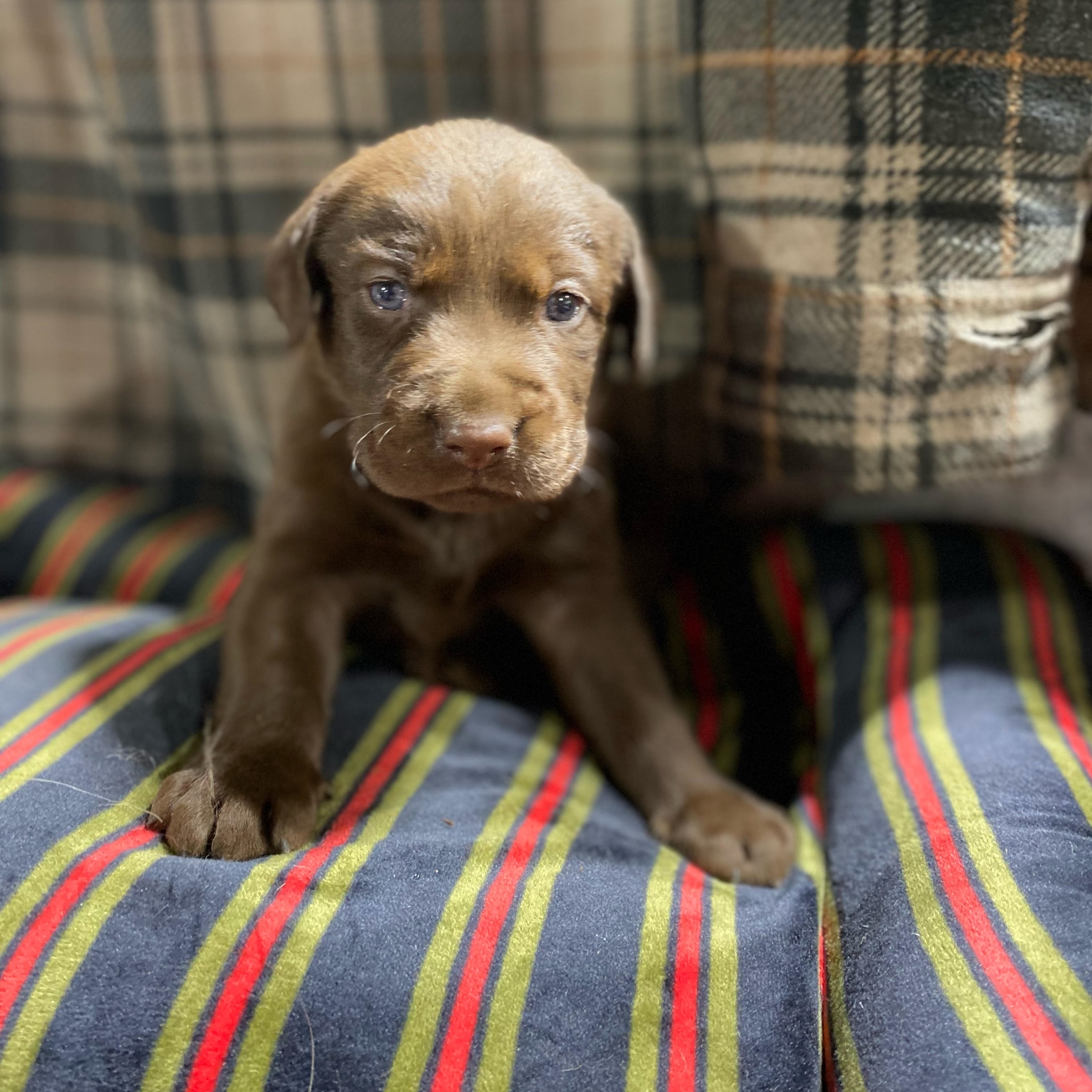 Chocolate Lab Puppy1.