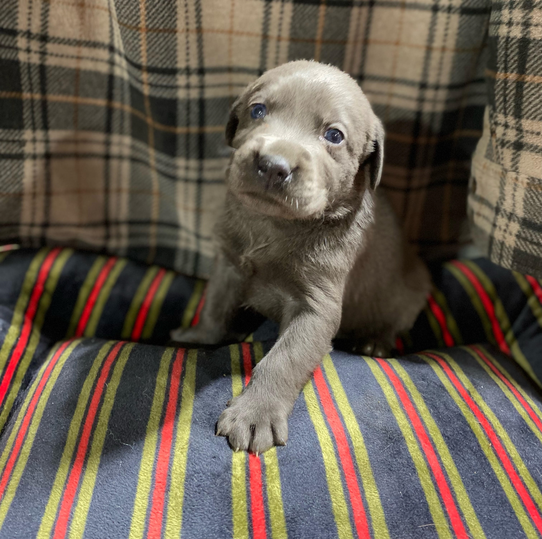 Sliver Lab Puppy.