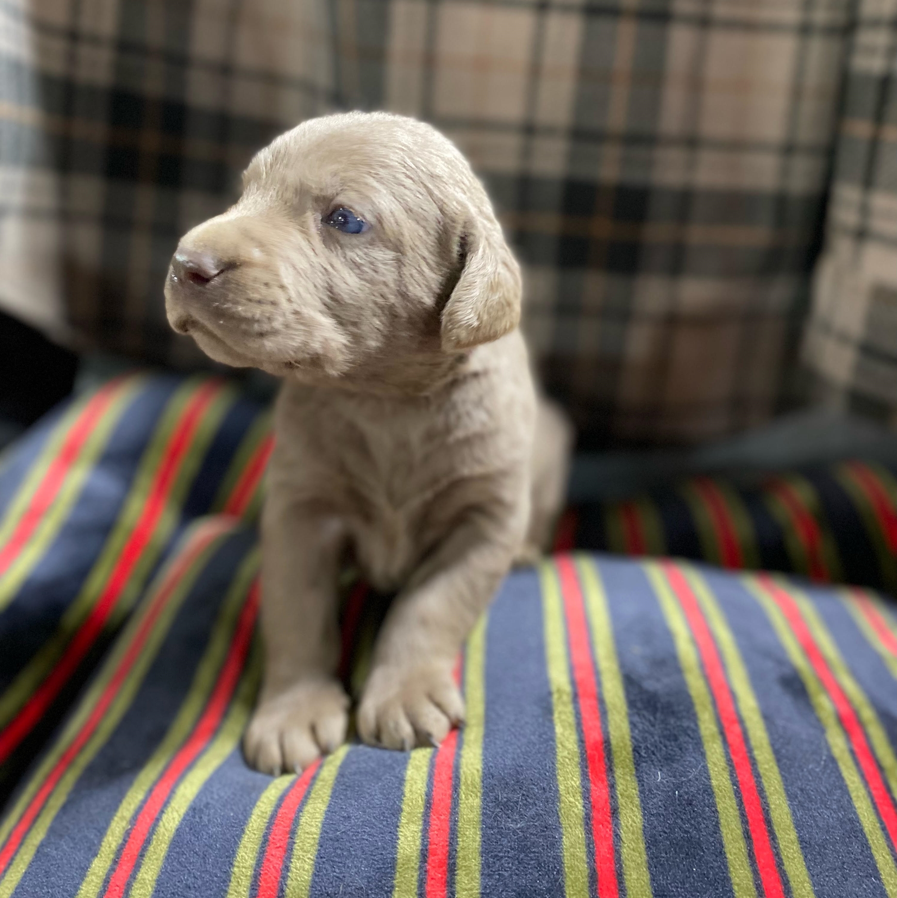 Sliver Lab Puppy2.