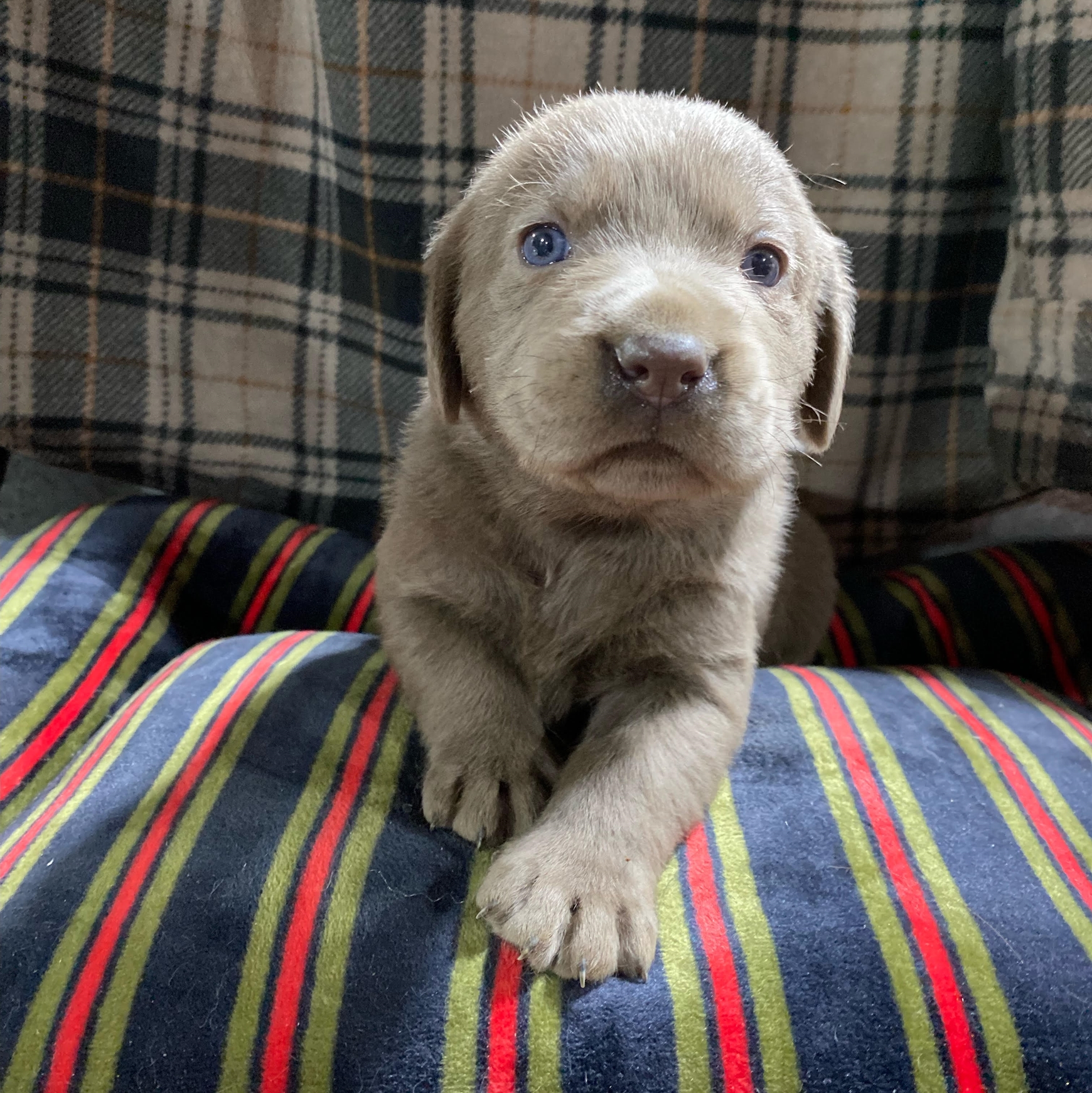 Sliver Lab Puppy3.