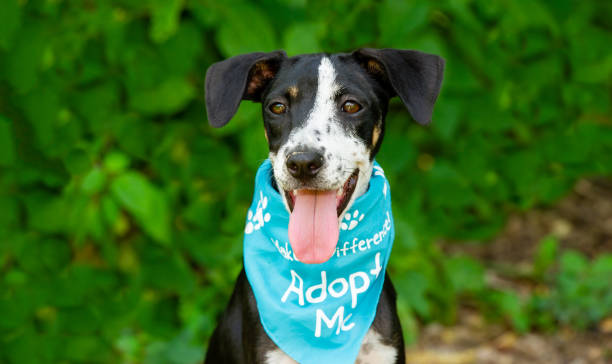 A Dog Is Advertising for It's Adoption by Wearing an Adopt Me Bandana Tacoma