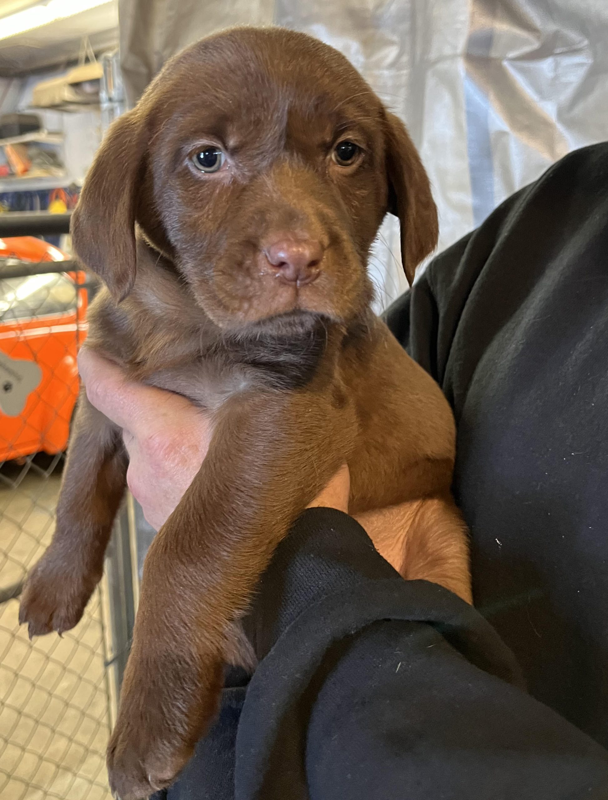 Wagging Tails Edmonton Kennel & Alberta Labrador Breeder