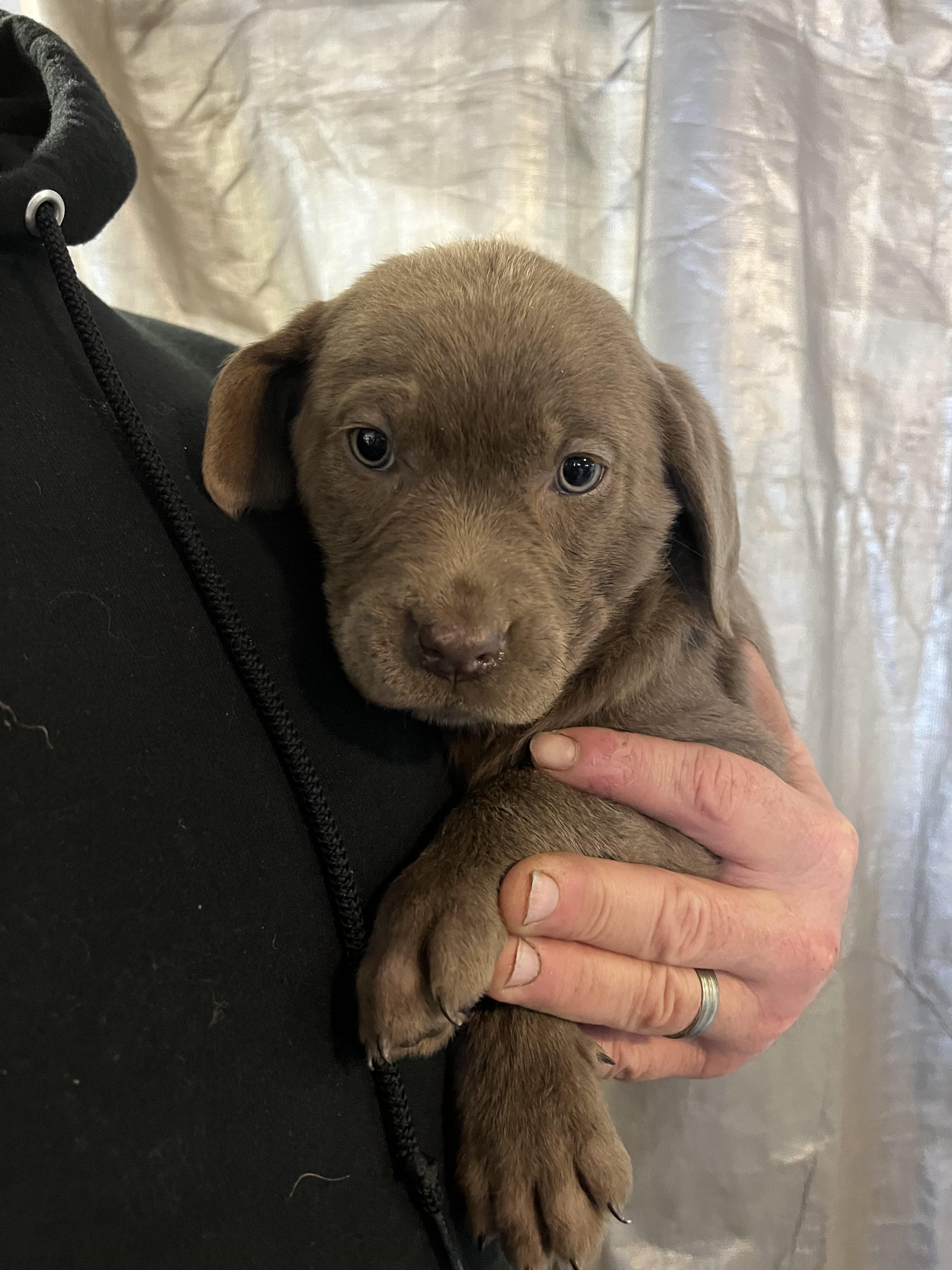 Wagging Tails Edmonton Kennel & Alberta Labrador Breeder