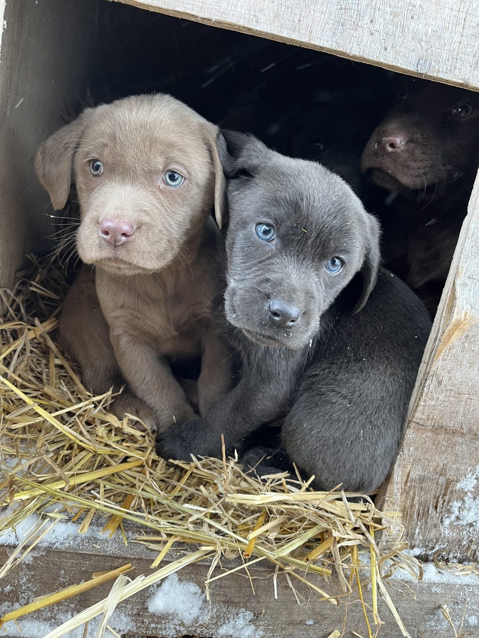 Wagging Tails Edmonton Kennel & Alberta Labrador Breeder