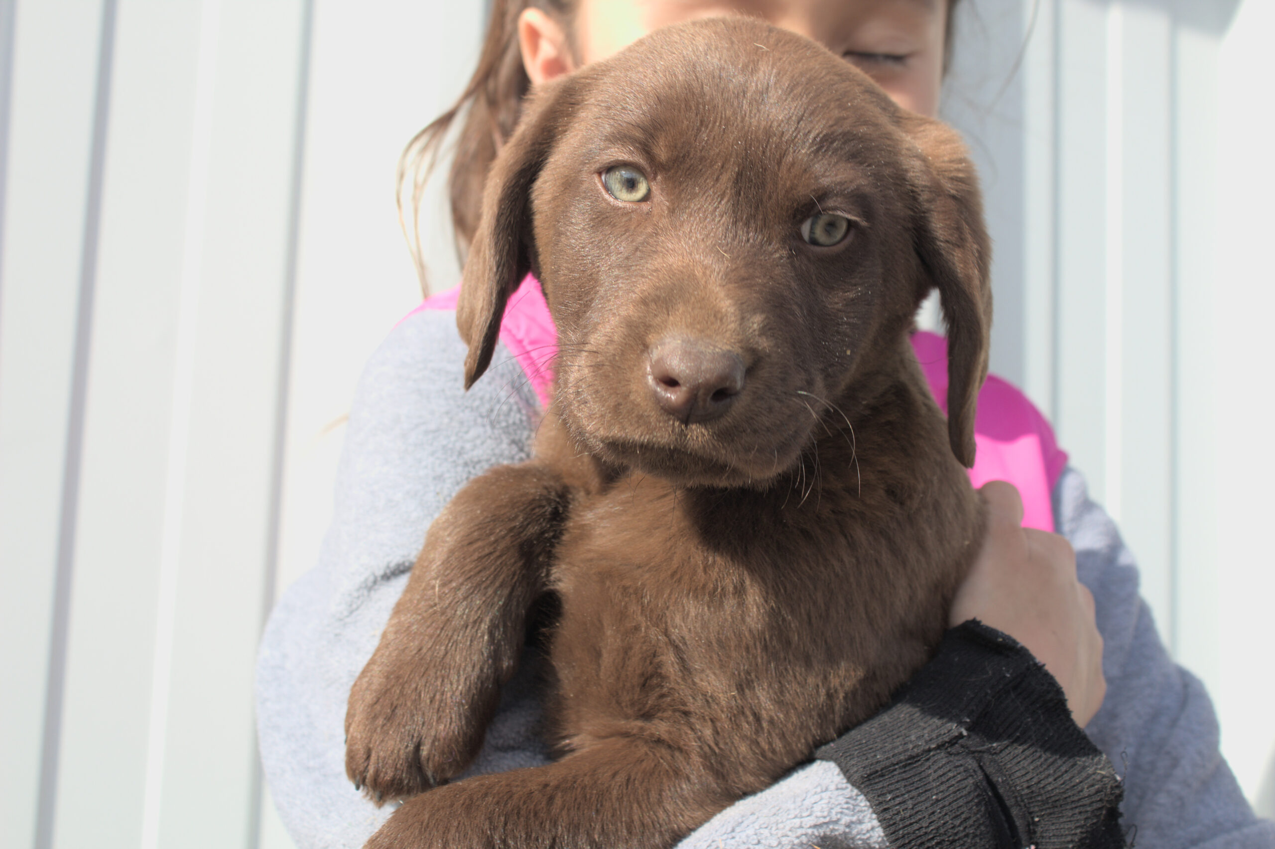 choc-male1 (1)