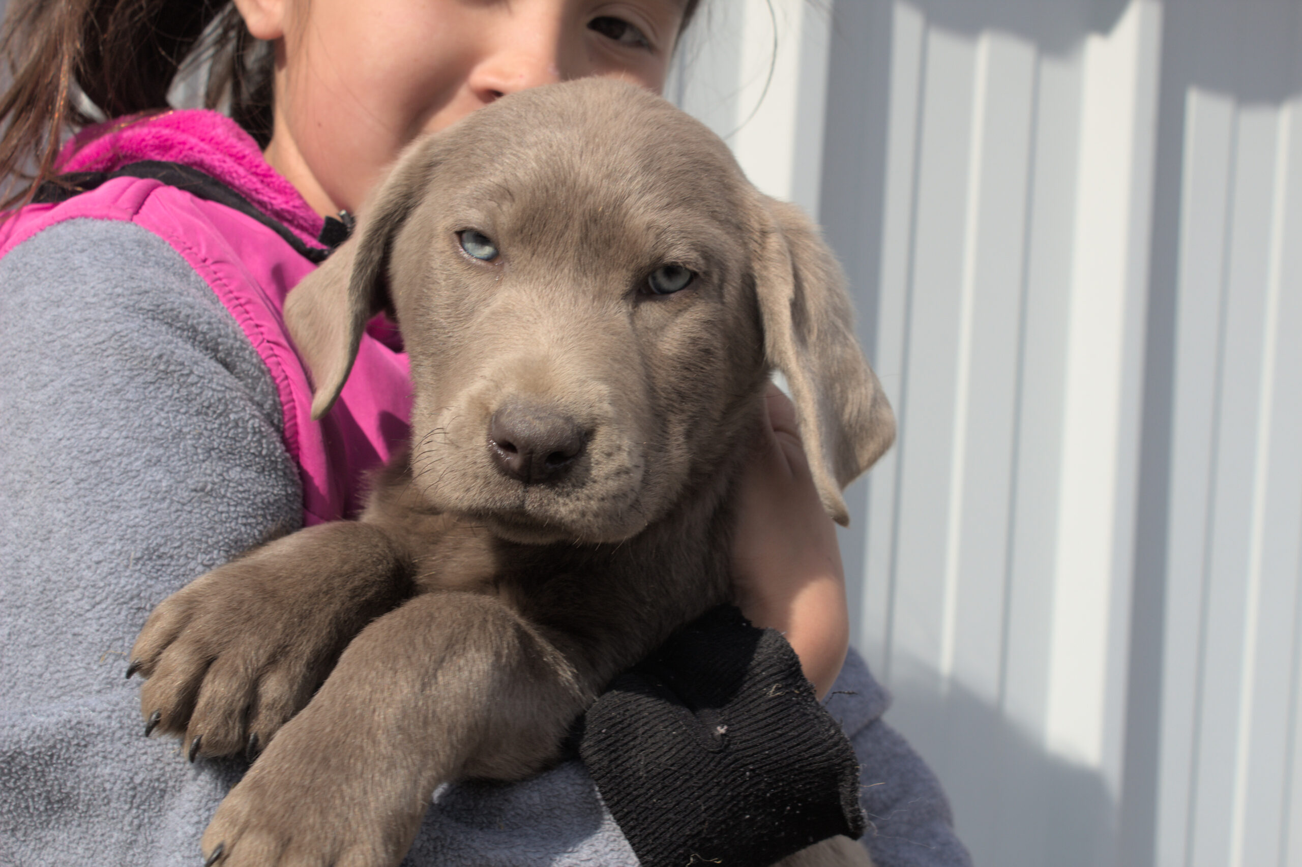 sliver-pup-1
