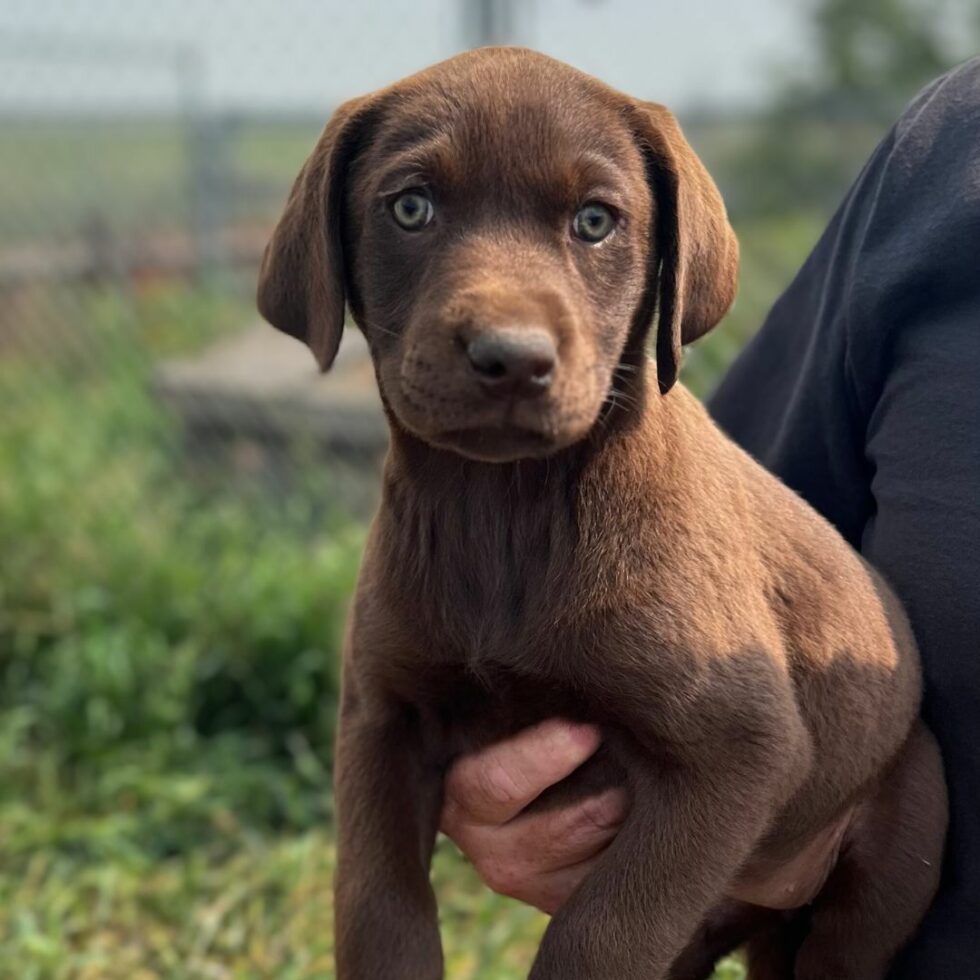 Wagging Tails Edmonton Kennel & Alberta Labrador Breeder
