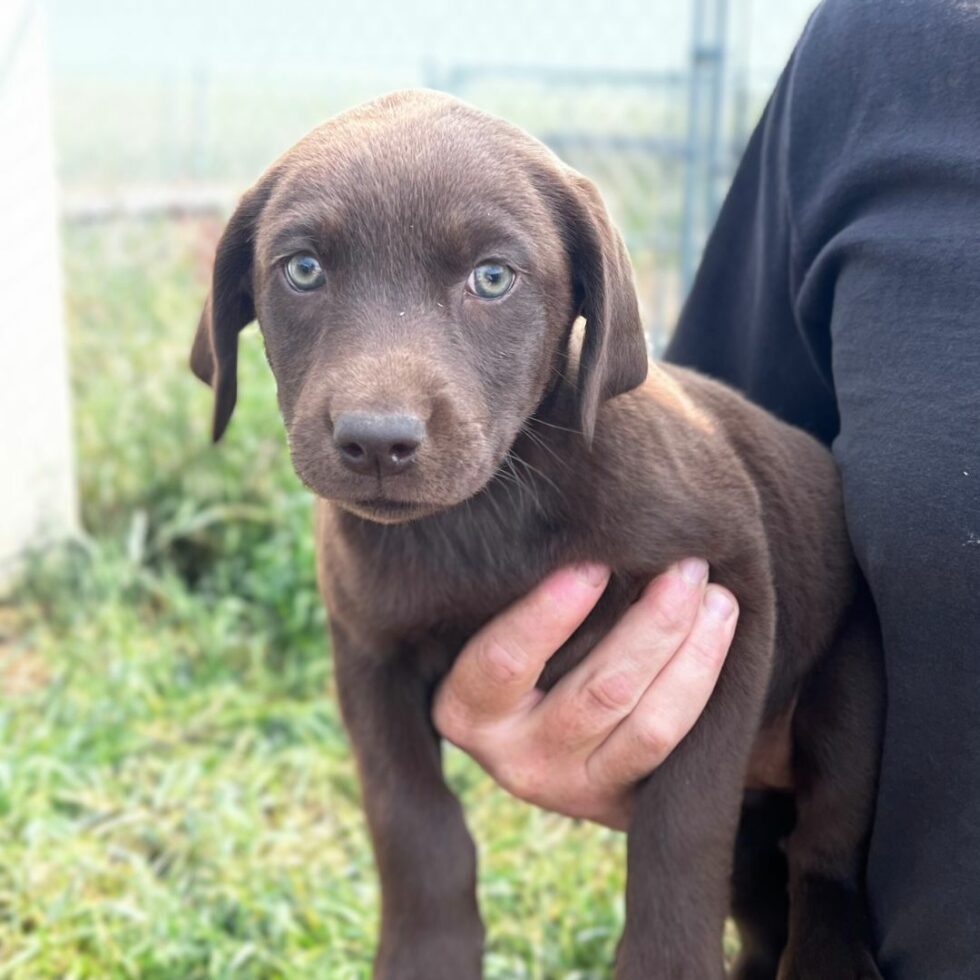 Wagging Tails Edmonton Kennel & Alberta Labrador Breeder