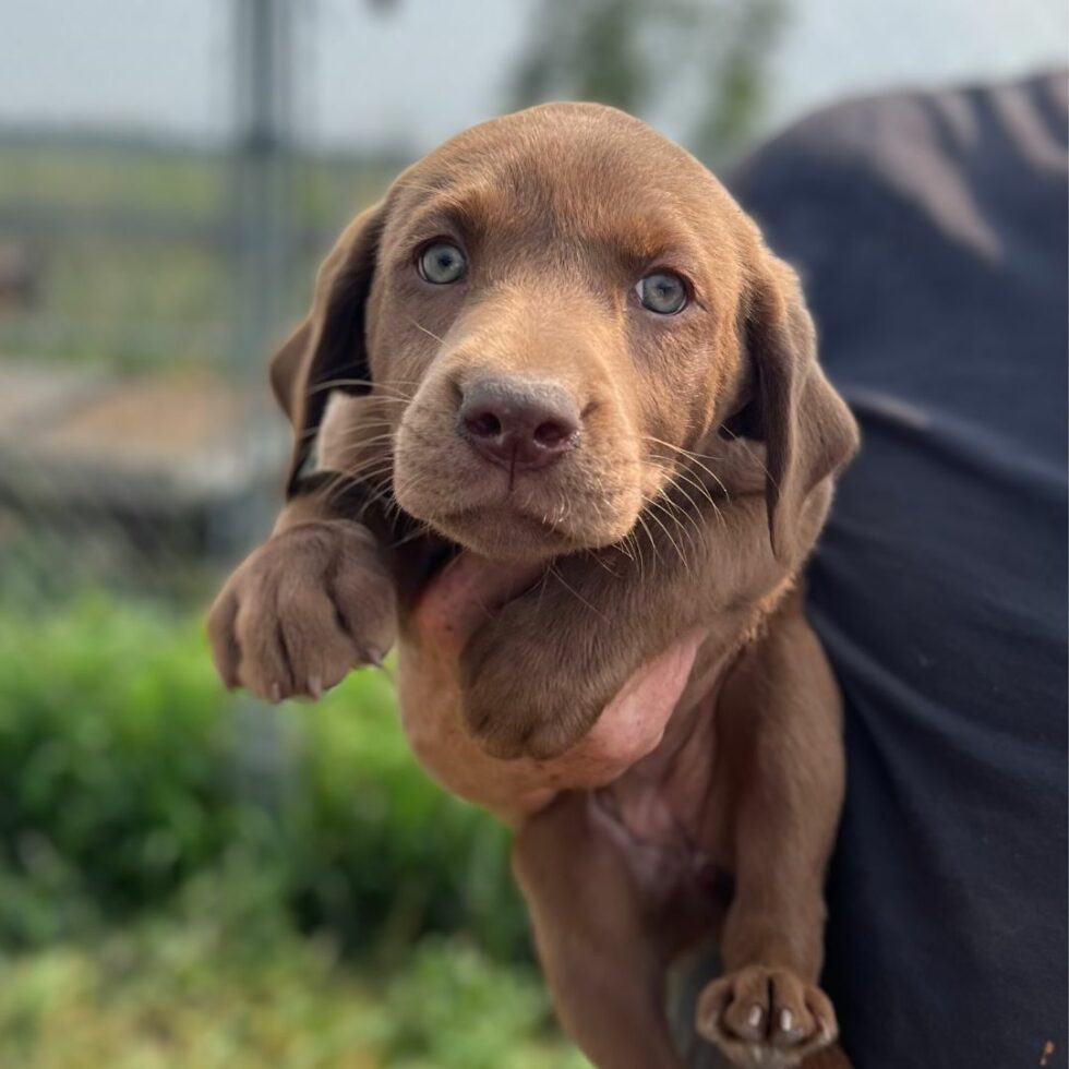 Wagging Tails Edmonton Kennel & Alberta Labrador Breeder