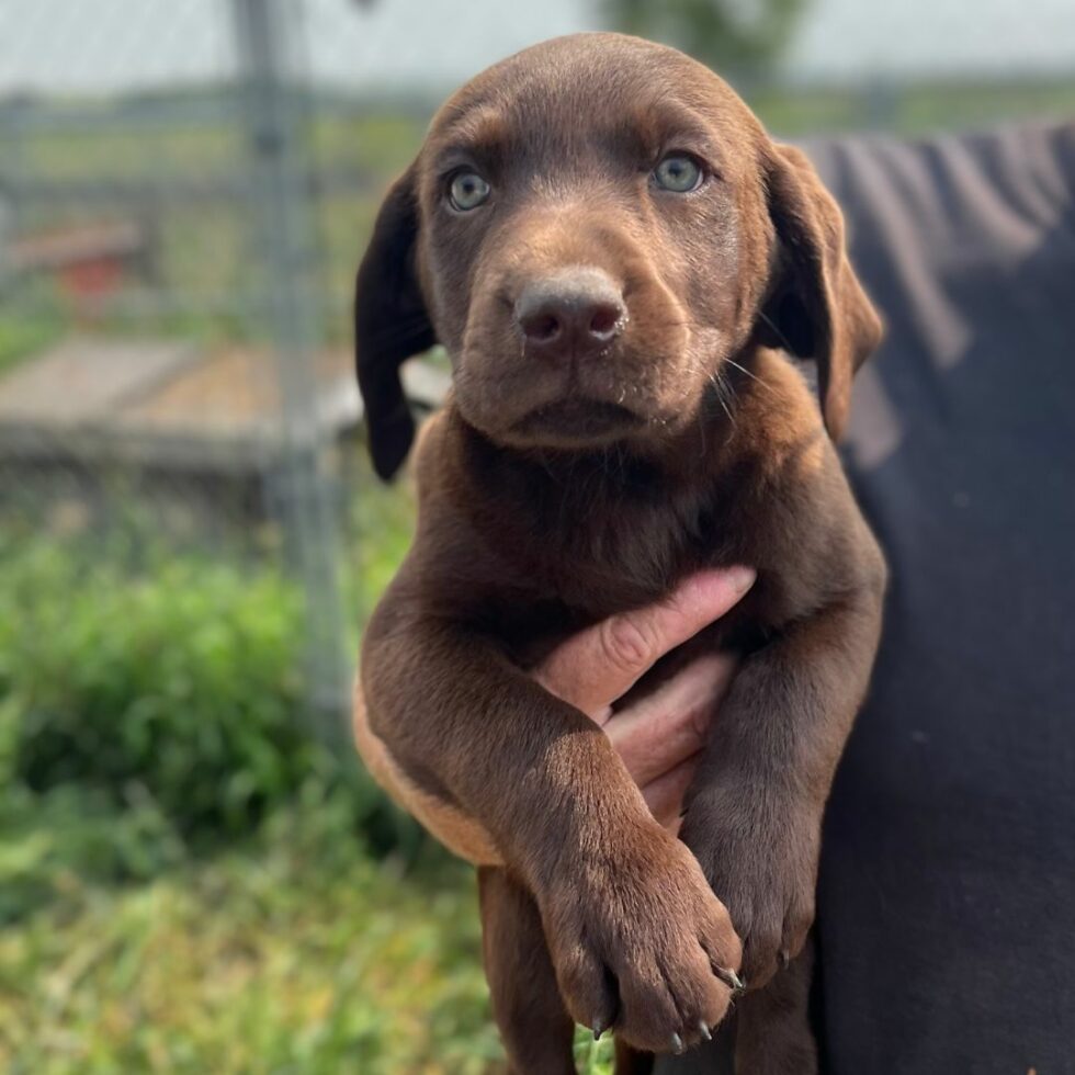 Wagging Tails Edmonton Kennel & Alberta Labrador Breeder