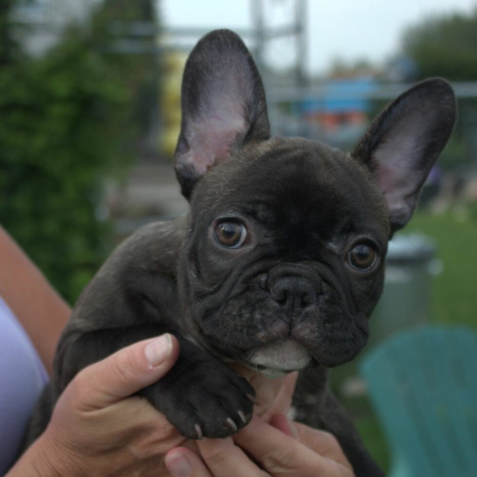 Wagging Tails Edmonton Kennel & Alberta Labrador Breeder