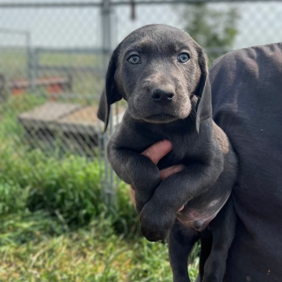 Wagging Tails Edmonton Kennel & Alberta Labrador Breeder