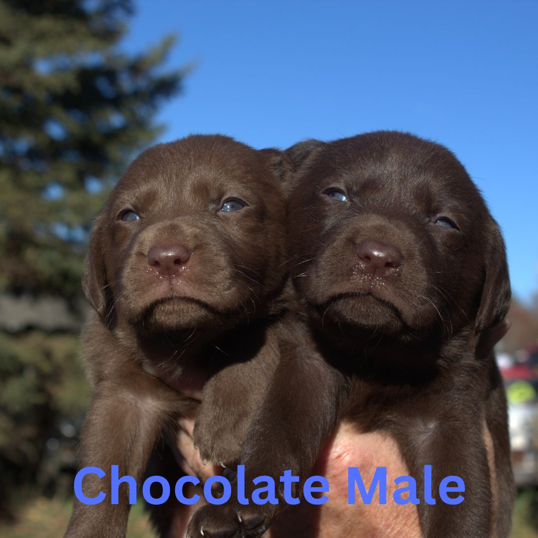 Choc Male