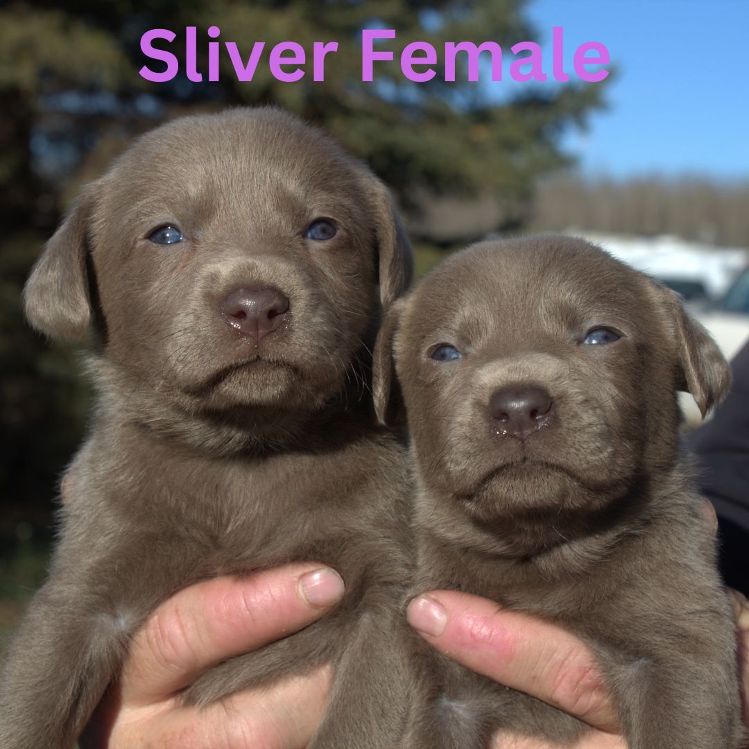 Sliver Female
