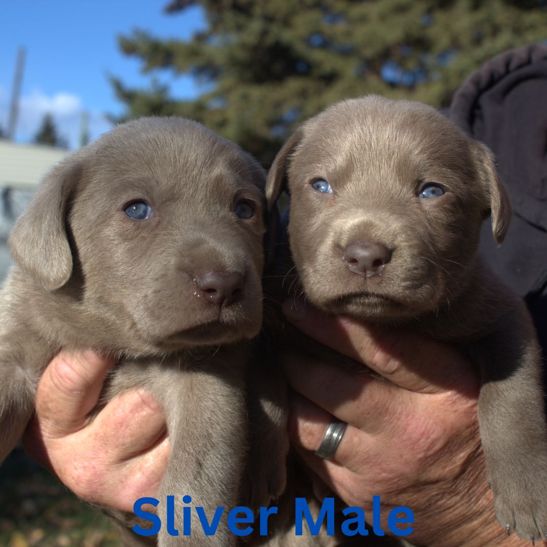 Sliver Male
