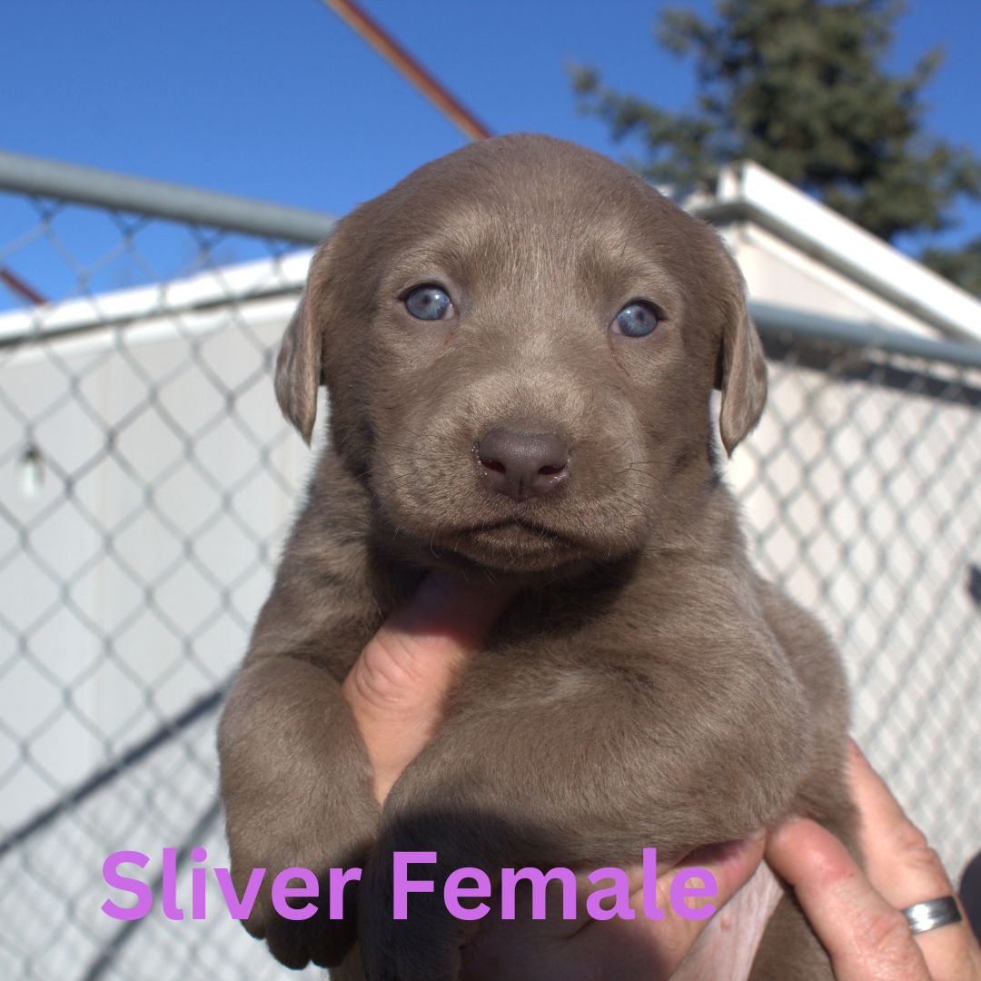 Sliver Female1